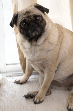 oturarak pug