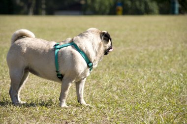 Pug at Dog Park clipart