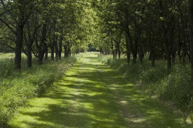 Trail in Iowa clipart