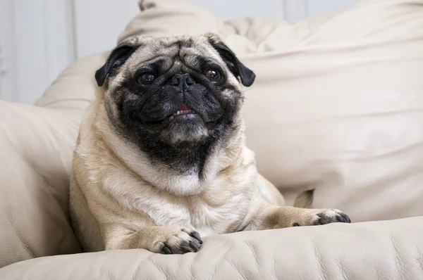 Pug sdraiato sul divano — Foto Stock