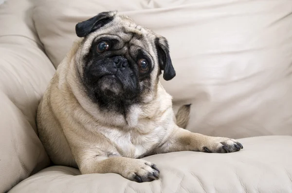 Pug sdraiato sul divano — Foto Stock