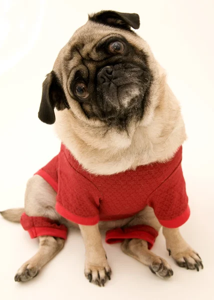 Isolated Pug in Costume for Halloween — Stock Photo, Image