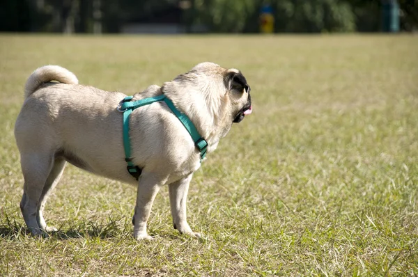 Pug at Dog Park — Stock Photo, Image