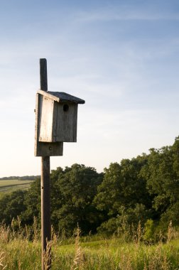 Iowa'da kuş yuvası