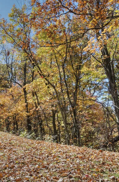 HDR de otoño en Carolina del Norte — Foto de Stock