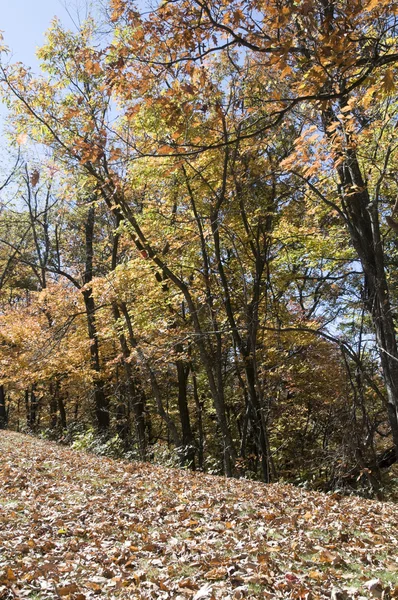 ノースカロライナ州の秋 — ストック写真