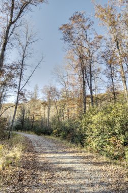 Kuzey Carolina 'da Sonbahar