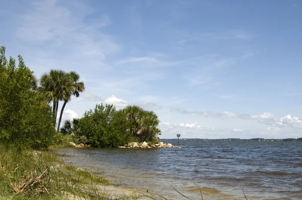 Pântano em Florida — Fotografia de Stock