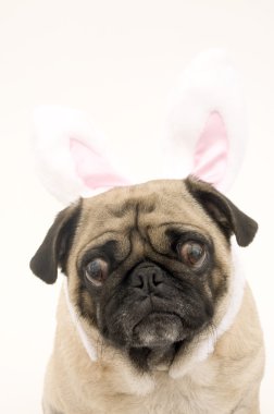 Bunny Pug