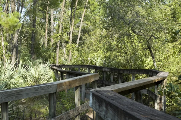 Trail in Florida park — Stockfoto