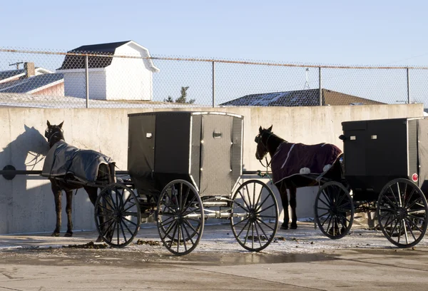 At ve Ohio arabaları — Stok fotoğraf