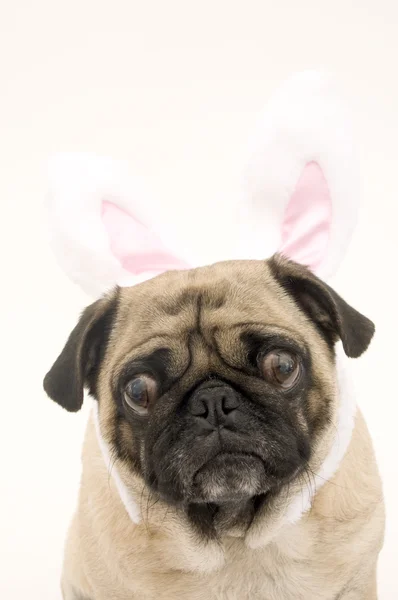 stock image Bunny Pug