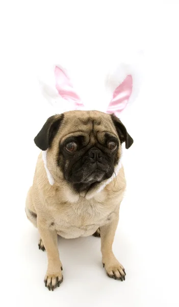 stock image Bunny Pug