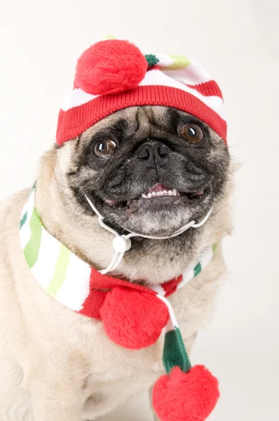 Retrato de Holiday Pug — Fotografia de Stock