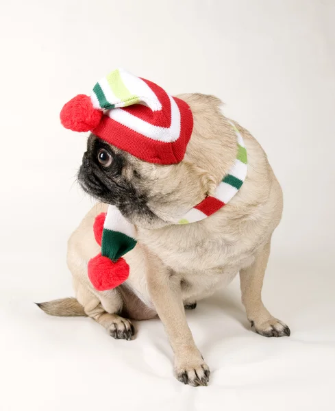 Noel için giyinmiş pug — Stok fotoğraf