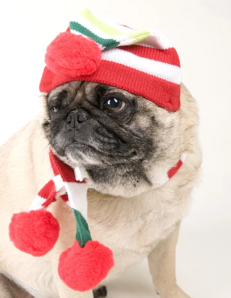 Pug klædt op til jul - Stock-foto