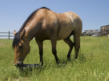 at ahır Wyoming.