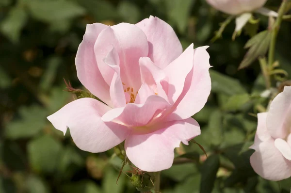 stock image Flower