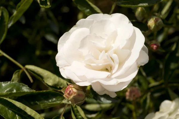 Stock image Flower