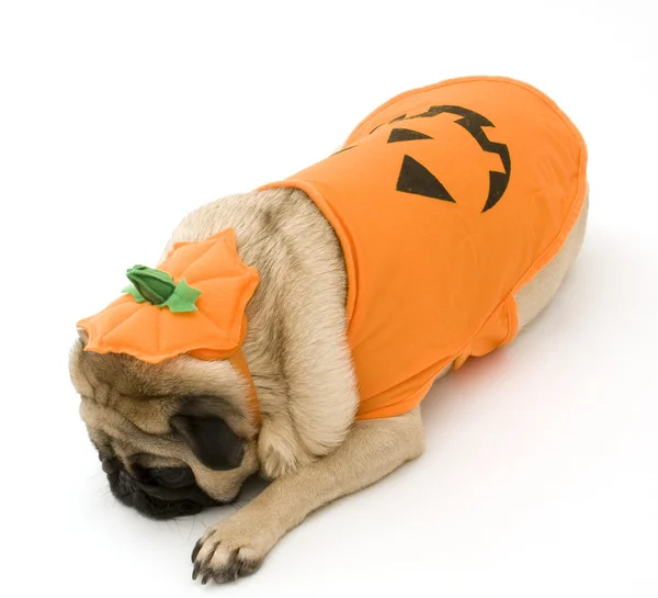 Pumpkin Pug — Stock Photo, Image