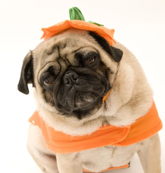 Pumpkin Pug — Stock Photo, Image