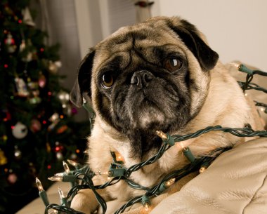 Pug Wrapped in Christmas Lights clipart