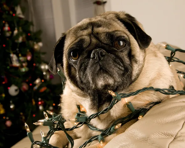 Pug embrulhado em luzes de Natal — Fotografia de Stock