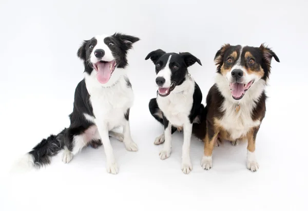 3 匹の犬 — ストック写真