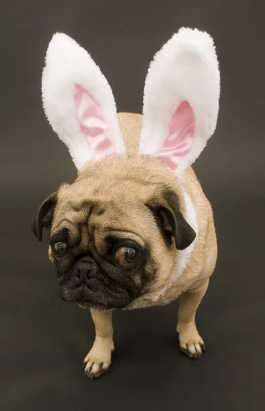 Pug dengan telinga kelinci dan wajah ekspresif — Stok Foto