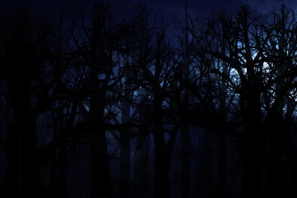 真夜中の森 — ストック写真