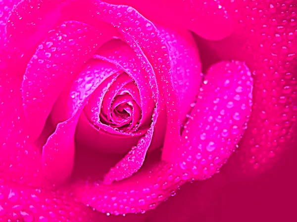 Крупним планом троянда і краплі — стокове фото