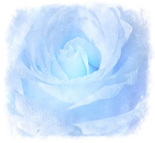 Blue Grunge Background With Rose Stock Picture