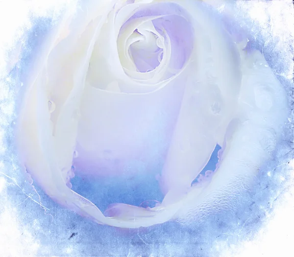 Rosa bianca strutturata — Foto Stock