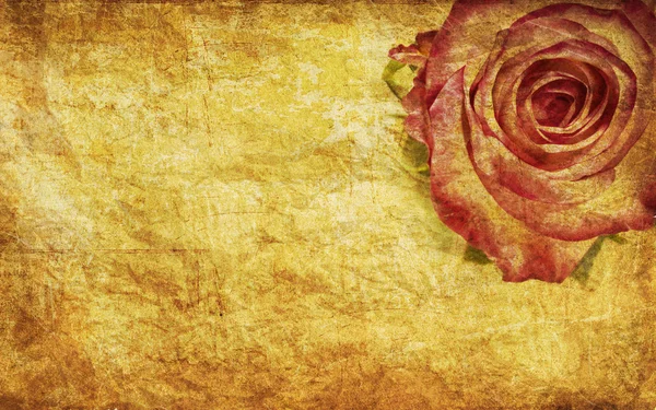 Υφή τριαντάφυλλο — Φωτογραφία Αρχείου