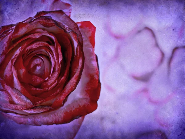 Teksturowane róża — Zdjęcie stockowe