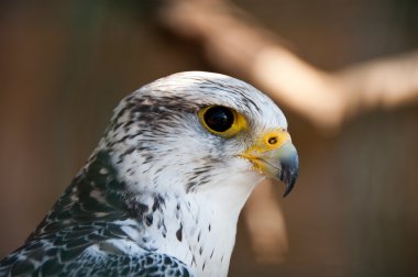 gyrfalcon veya falco rusticolus