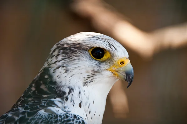 stock image Gyrfalcon or Falco Rusticolus