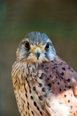 Common Kestrel clipart