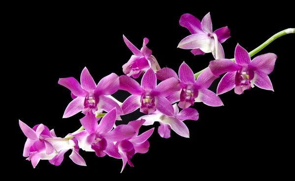 stock image Dendrobium berry oda