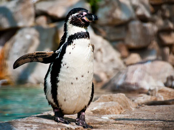 stock image Humboldt Penguin