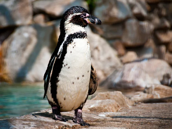 Humboldt Penguin — Stock Photo, Image