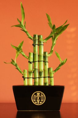 Lucky bamboo on the shelf clipart