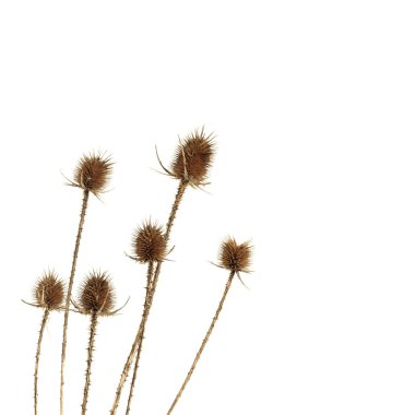 Dry thistle clipart