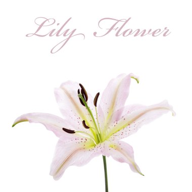 Lilly flower yakın çekim