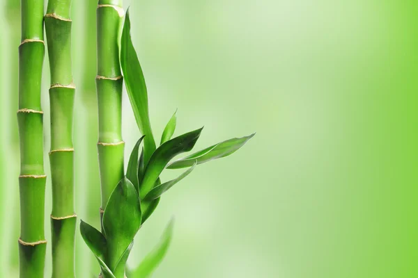 Fondo de bambú verde —  Fotos de Stock