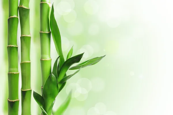 グリーン竹の背景 — ストック写真