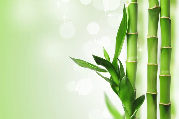 グリーン竹の背景 — ストック写真
