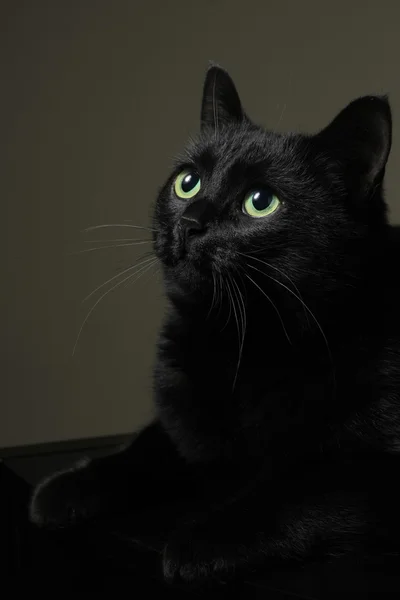 Zwarte binnenlandse kat — Stockfoto