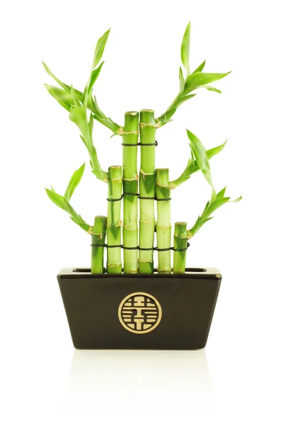 Bambú de la suerte en olla — Foto de Stock