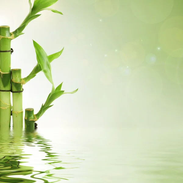 Groene gelukkige bamboe — Stockfoto